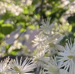 Clematis - die Realitätsblüte: u0022Ich bin wach, ich sehe klar, ich gestalte.u0022 Potential-Entfaltung u0026 Stimm-Entwicklung für Hochsensible