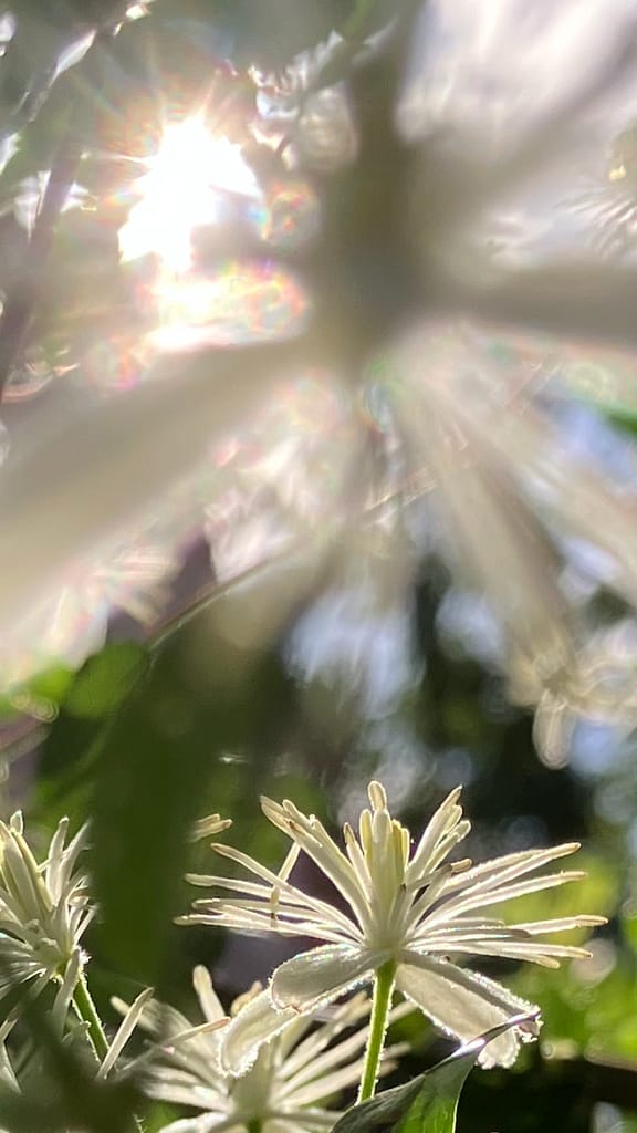 Angebote, die dich auf deinem Weg zur persönlichen Entfaltung begleiten. Potentialentaltung: Erblühen der inneren Schönheit